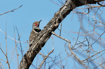 A northern flicker perches on a cottonwood limb outside of Cheyenne, Wyoming