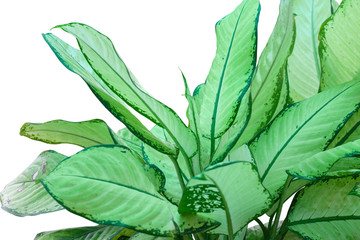 Dumb Cane plant or Dieffenbachia  isolated on white background with clipping path.
