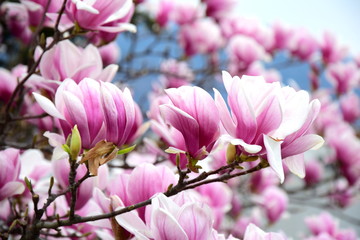Magnolien - Blütenpracht im Frühjahr