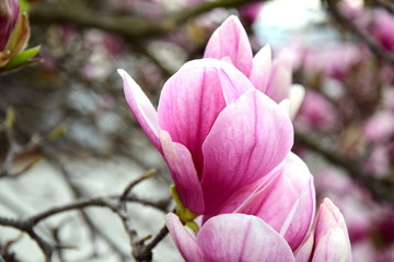 Fototapeta na wymiar Magnolien - Blütenmeer in Rosa und Pink