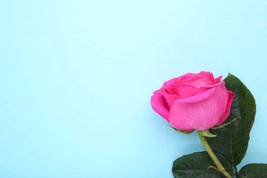 Single beautiful pink rose on blue background