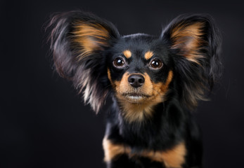 portrait of Dog Long haired Russian Toy Terrier