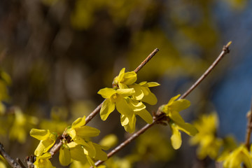 Gelbe Pflanze im Frühling