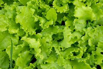 fresh green lettuce