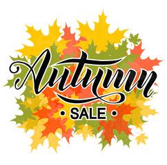Autumn sale hand lettering text on white background decorate with maple autumn leaves for shopping sale or promo poster and frame leaflet or web banner. Vector calligraphy illustration template.
