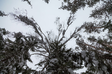 Winter snow-covered forest in February