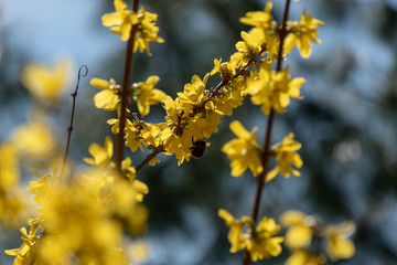 Hummel beim Nektar sammeln