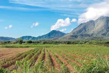 mountains and fields of rainforest