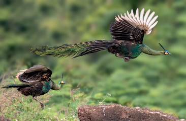 The male peacock and the female peacock are flying in nature.