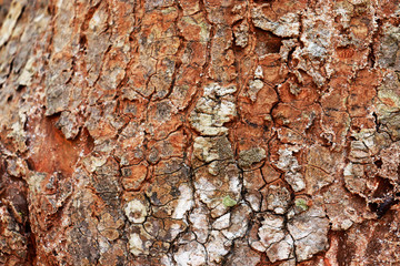 Tree bark texture background. - Image a tree of Thailand.