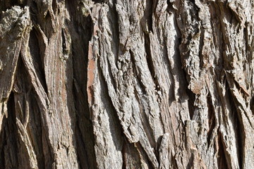 Closeup of a brown tree bark – can be used as a background