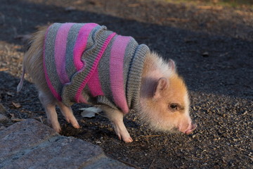 Apricot baby mini pig in pink and gray striped sweater