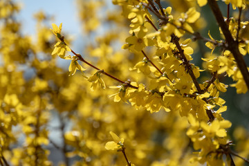 Gelbe Pflanze im Frühling