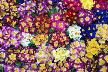 PRIMULE COLORATE AL MERCATO, COLORFUL COWSLIPS AT THE MARKET