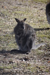 Sweet kangaroo is sitting on a green meadow in a park in Germany
