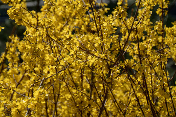Gelbe Pflanze im Frühling