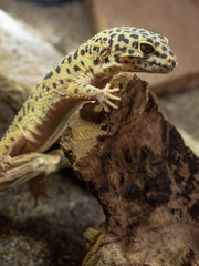 Gecko Leopard