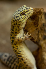 Gecko Leopard