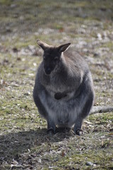 Sweet kangaroo is sitting on a green meadow in a park in Germany