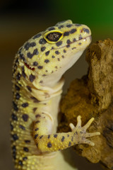 Gecko Leopard