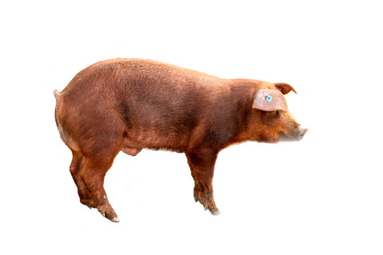 Red-haired Pig Duroc poses in studio. Isolated on white background