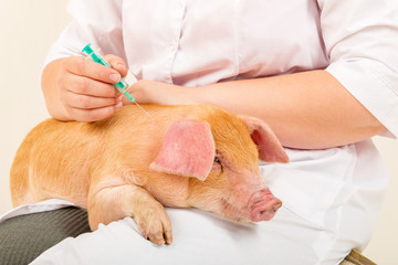 Slender woman, veterinarian in white coat, makes a vaccine injection from swine fever for young red pig