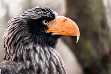 Steller's sea eagle portrait. Imposing close up portrait of Steller's sea eagle (Haliaeetus pelagicus). 