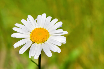 Obraz premium One blooming daisy with bokeh in green meadow