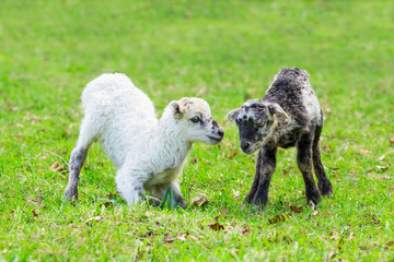 Two playing newborn lambs in green meadow © benschonewille