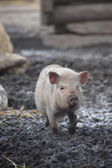 Closeup of a pink piglet walking in brown mud © places-4-you