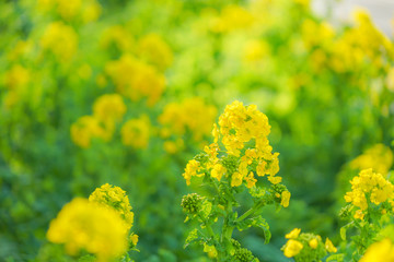 三浦海岸の菜の花畑