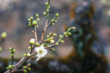 大倉山梅園の梅