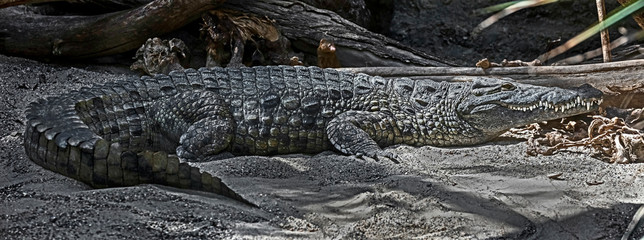 Nile crocodile. Latin name - Crocodylus niloticus