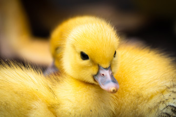 Group of ducklings of a muscovy duck on Sao Jorge island on the Azores, Portugal. Easter concept.