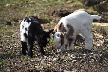 Naklejka na ściany i meble Two little colorful baby goats in a park in Germany