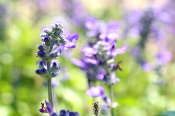 salvia flower in tropical