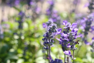 Obraz premium salvia flower in tropical