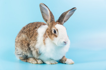 close up fluffy rabbit sit on blue background, bunny ear set