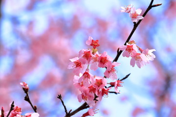 豆桜