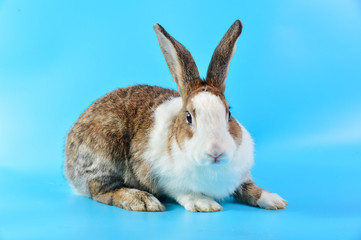 rabbit with brown and white hairs sit on blue background, bunny ear set