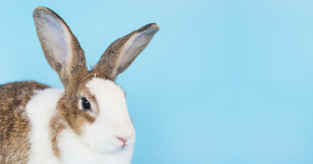 close up fluffy rabbit on blue background, rabbit ears set and copy space for text