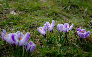spring flowers in the garden