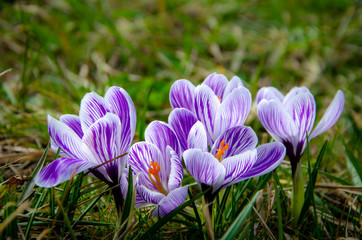crocus in spring