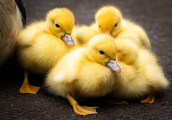 Group of ducklings of a muscovy duck on Sao Jorge island on the Azores, Portugal. Easter concept.