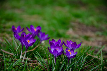 crocus in spring