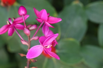 pink orchid flower in tropical