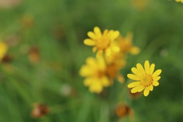Daisy flower in tropical