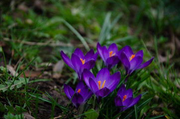 crocus in spring
