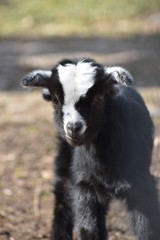 Little colorful black baby goat with a white head in a park in Germany