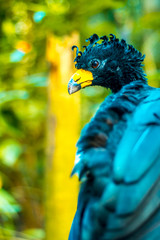 blue bird yellow beak